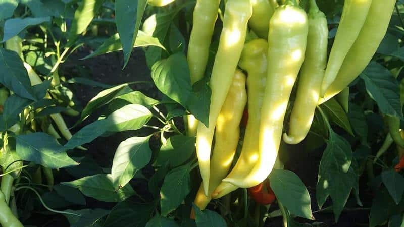 What you shouldn’t plant hot pepper next to: crop rotation rules and growing secrets