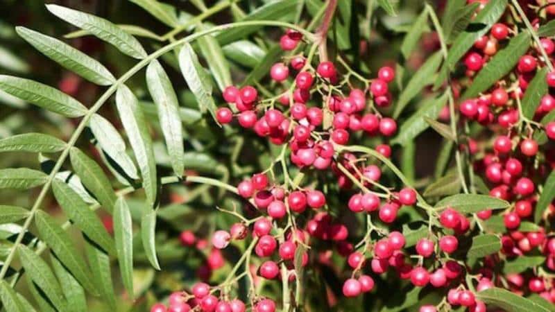 What you shouldn’t plant hot pepper next to: crop rotation rules and growing secrets