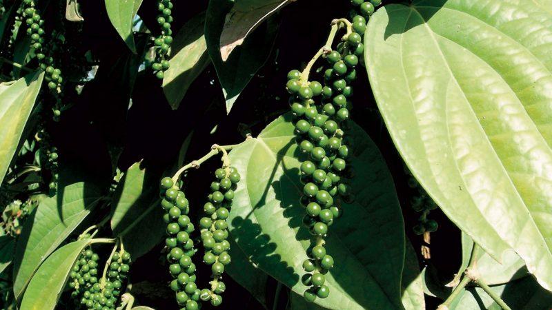 What you shouldn’t plant hot pepper next to: crop rotation rules and growing secrets