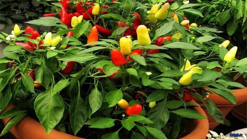 What you shouldn’t plant hot pepper next to: crop rotation rules and growing secrets