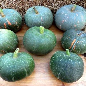 The most popular varieties of green pumpkin and features of their cultivation
