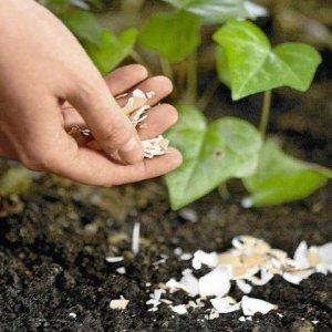 Instructions for growing tomatoes Raspberry ringing: enjoying the beautiful large fruits