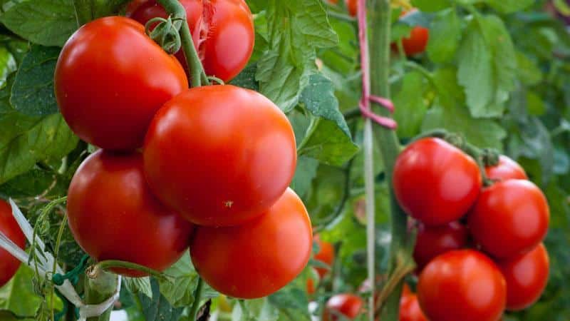 Universal early ripening tomato Volgograd: what is good and why it is worth growing it on your plot