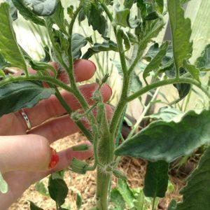 Time-tested and beloved by many summer residents, the Dubrava tomato: what’s good and why it’s worth growing it