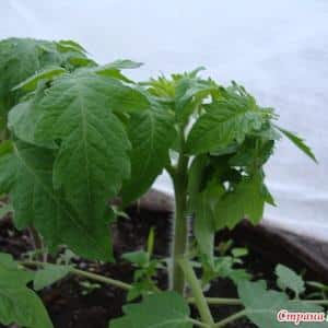 Time-tested and beloved by many summer residents, the Dubrava tomato: what’s good and why it’s worth growing it
