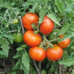 Time-tested and beloved by many summer residents, the Dubrava tomato: what’s good and why it’s worth growing it