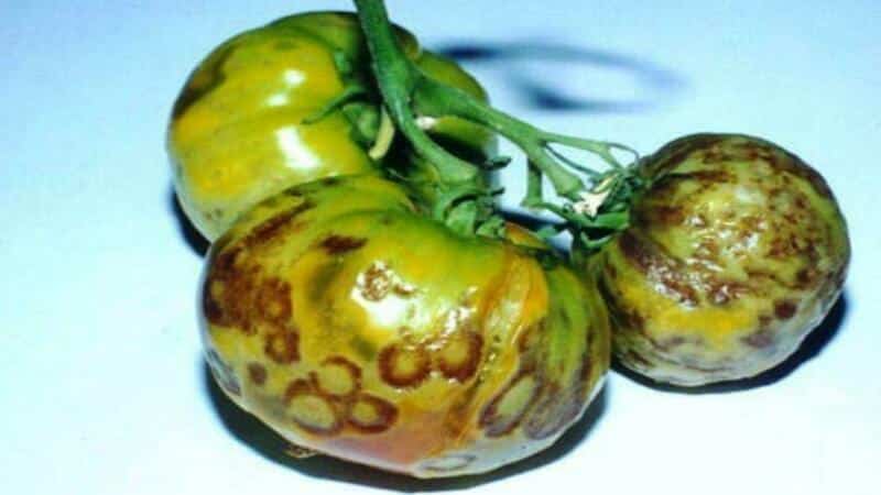 We recognize the enemy by sight and effectively fight him: streak of tomatoes and the best methods of treating this scourge