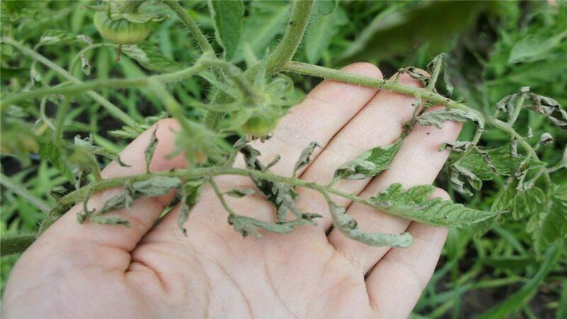 We recognize the enemy by sight and effectively fight him: streak of tomatoes and the best methods of treating this scourge