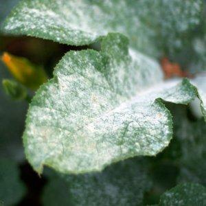 An early ripening variety that you will definitely like - Pink Dream tomato