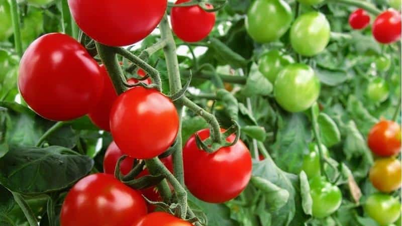 Ideal for greenhouses, early ripening and high-yielding tomato Blagovest: how to grow it correctly