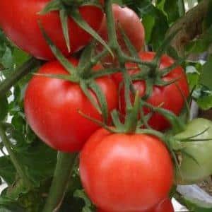 Ideal for greenhouses, early ripening and high-yielding tomato Blagovest: how to grow it correctly