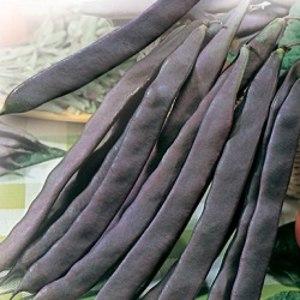 What is the difference between green beans and green beans: photos of legumes and the difference between them