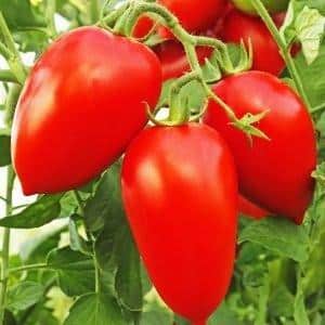 A combination of the best qualities of tomatoes in one variety - Dusya red tomato: reviews, photos and growing secrets