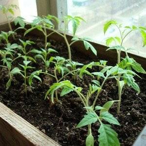 A combination of the best qualities of tomatoes in one variety - Dusya red tomato: reviews, photos and growing secrets