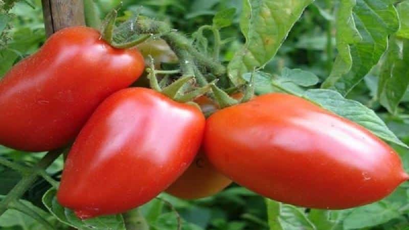 A combination of the best qualities of tomatoes in one variety - Dusya red tomato: reviews, photos and growing secrets