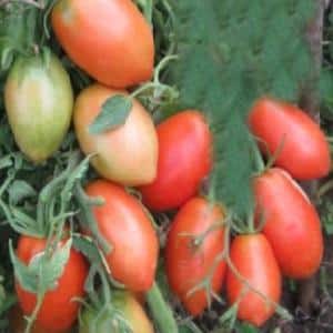A combination of the best qualities of tomatoes in one variety - Dusya red tomato: reviews, photos and growing secrets