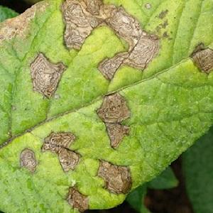 What macrosporiosis of tomatoes looks like and why summer residents are so afraid of it: get to know the enemy better and defeat