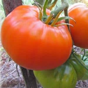 Why do summer residents love the Altai orange tomato so much, reviews of its productivity and secrets of care