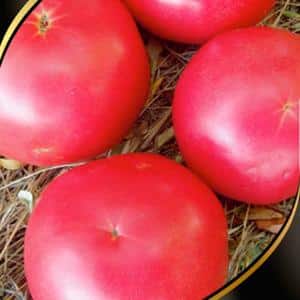Why do summer residents love the Altai orange tomato so much, reviews of its productivity and secrets of care