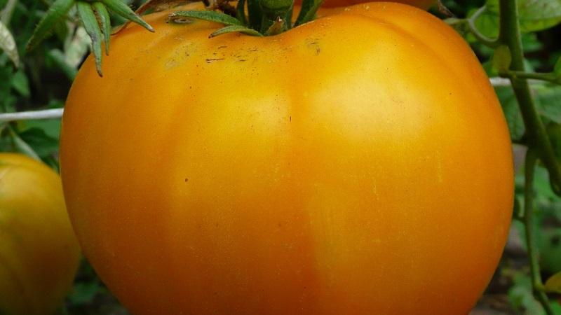 Why do summer residents love the Altai orange tomato so much, reviews of its productivity and secrets of care