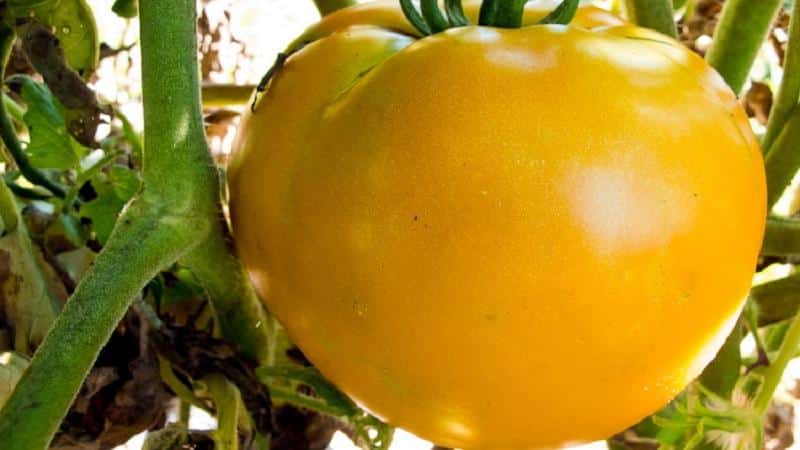 Why do summer residents love the Altai orange tomato so much, reviews of its productivity and secrets of care