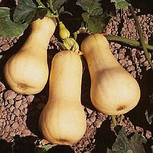 Types of butternut squash varieties: why they are loved and how to achieve a good harvest