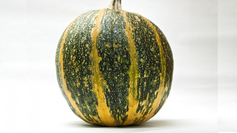 Features of growing gymnosperm pumpkin and what seeds you should pay attention to