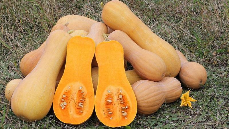 How to grow Pineapple pumpkin in your garden with an amazing sweet taste and pleasant aroma