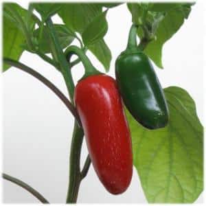 What is Jalapeño pepper, how is it grown and used?