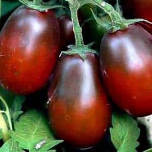 Secrets of successfully growing the Black Moor tomato
