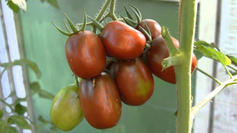 Secrets of successfully growing the Black Moor tomato