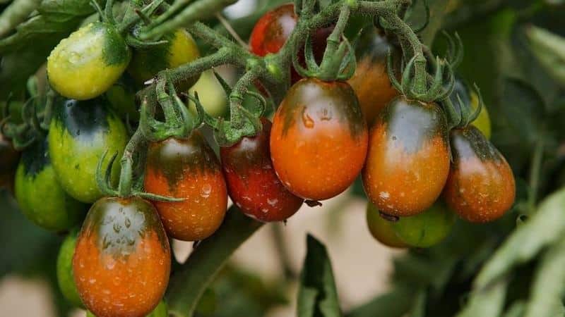 Secrets of successfully growing the Black Moor tomato