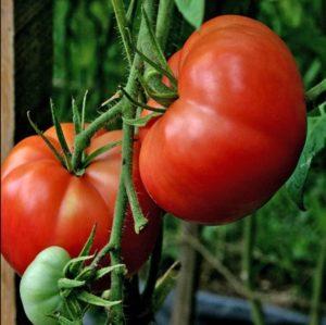 Bugai red tomatoes - a large hybrid that produces a rich harvest