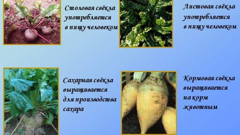 What is the difference between fodder beet and sugar beet: difference in appearance, areas of application and other parameters