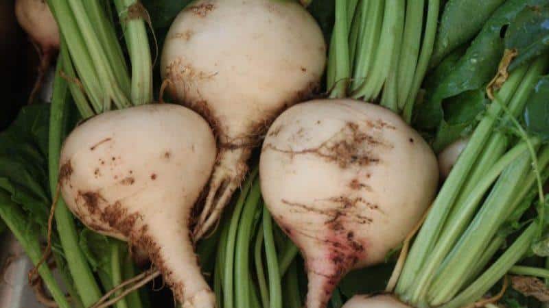 What is the difference between fodder beet and sugar beet: difference in appearance, areas of application and other parameters