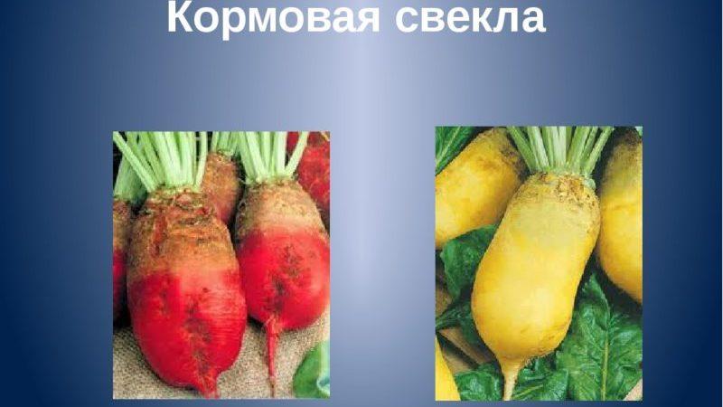 What is the difference between fodder beet and sugar beet: difference in appearance, areas of application and other parameters