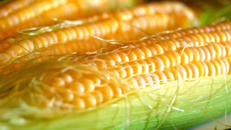 What is corn - is it a fruit, a cereal or a vegetable: let’s understand the issue and study the queen of the fields in more detail