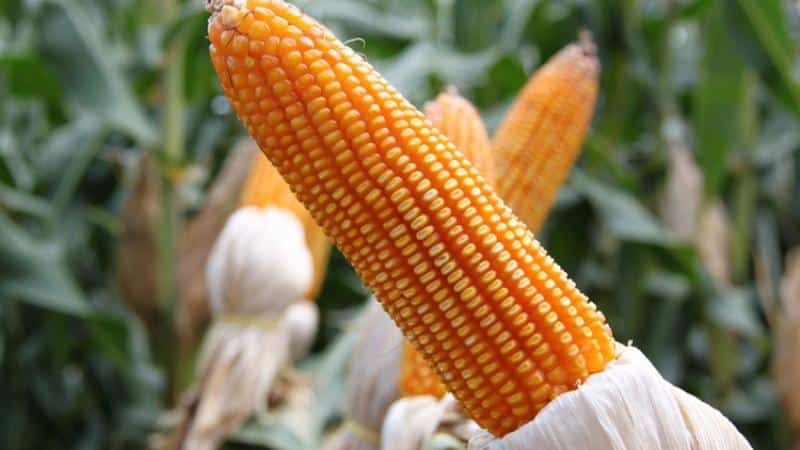 What is corn - is it a fruit, a cereal or a vegetable: let’s understand the issue and study the queen of the fields in more detail