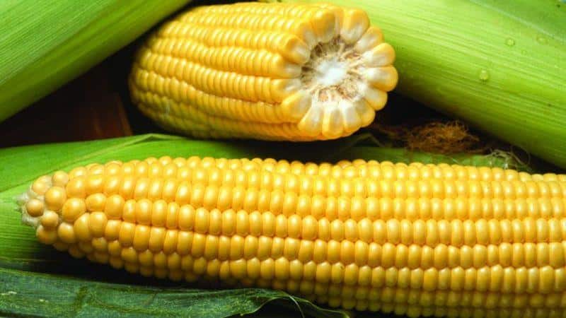 What is corn - is it a fruit, a cereal or a vegetable: let’s understand the issue and study the queen of the fields in more detail