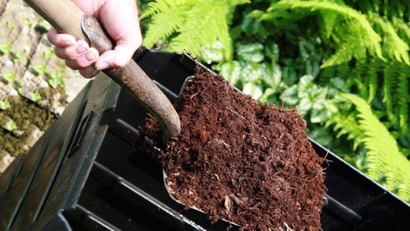What is mulching, why is it needed and is it possible to mulch tomatoes with sawdust: tips and tricks