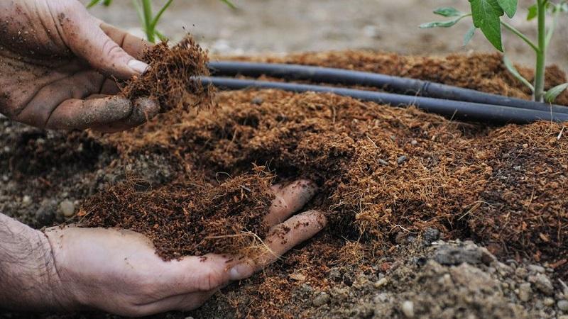 What is mulching, why is it needed and is it possible to mulch tomatoes with sawdust: tips and tricks