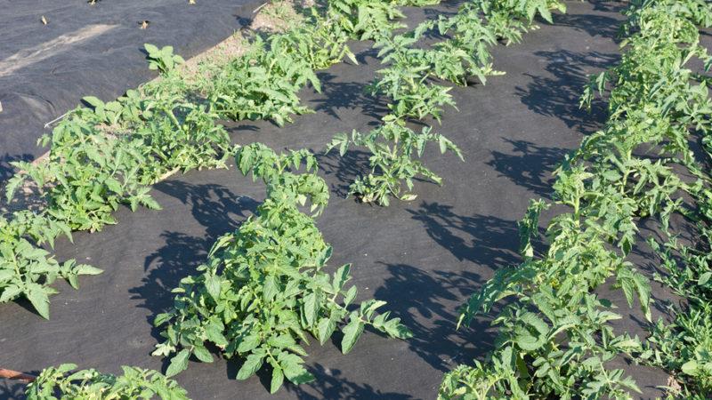 What is mulching, why is it needed and is it possible to mulch tomatoes with sawdust: tips and tricks