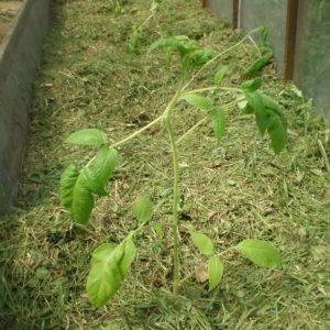 What is mulching, why is it needed and is it possible to mulch tomatoes with sawdust: tips and tricks
