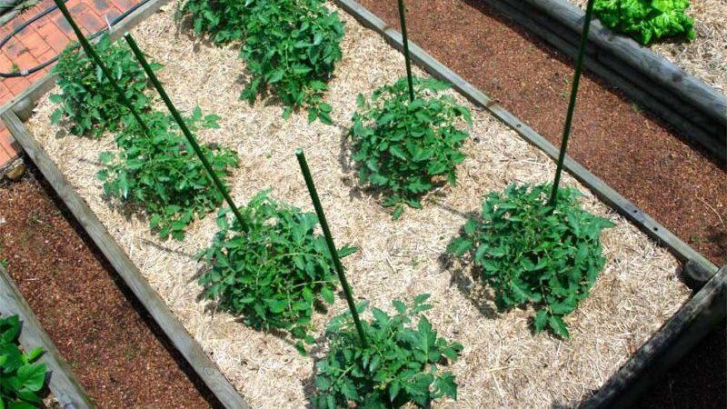 What is mulching, why is it needed and is it possible to mulch tomatoes with sawdust: tips and tricks