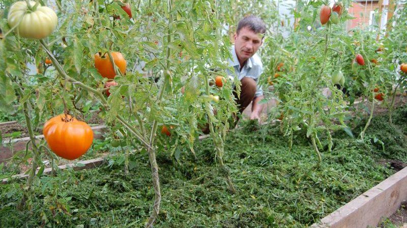 What is mulching, why is it needed and is it possible to mulch tomatoes with sawdust: tips and tricks