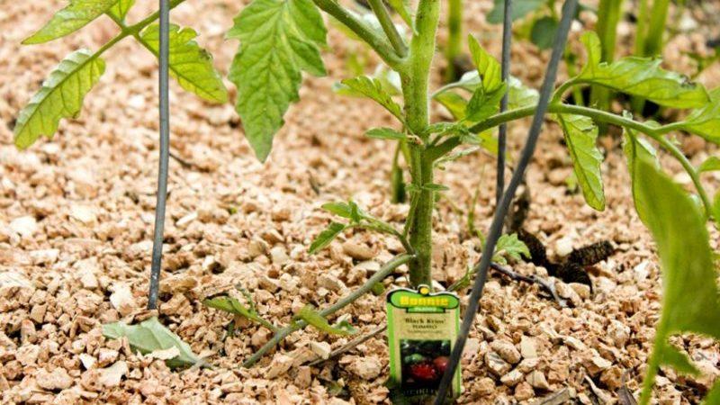 What is mulching, why is it needed and is it possible to mulch tomatoes with sawdust: tips and tricks