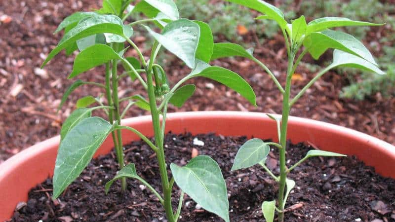 What is Jalapeño pepper, how is it grown and used?