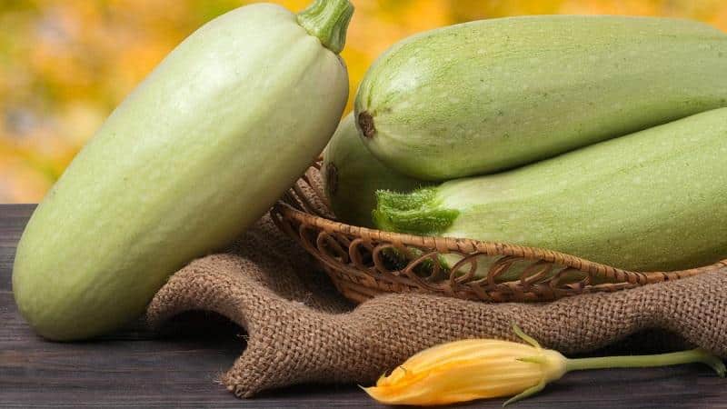 How to drink zucchini juice: benefits and harm to the body, rules of use in folk medicine and cosmetology