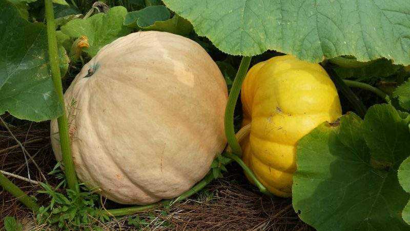 How to grow a large pumpkin at your dacha in open ground: step-by-step instructions and secrets of experienced agronomists