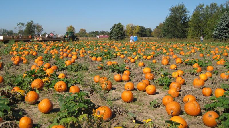 How to grow a large pumpkin at your dacha in open ground: step-by-step instructions and secrets of experienced agronomists